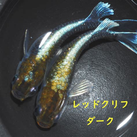 淡水魚品種|淡水魚